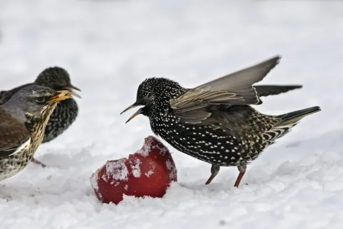Framed Print : European Starlings - in snow feeding on apple. Alsace - France Framed Print : European Starlings - in snow feeding on apple. Alsace - France