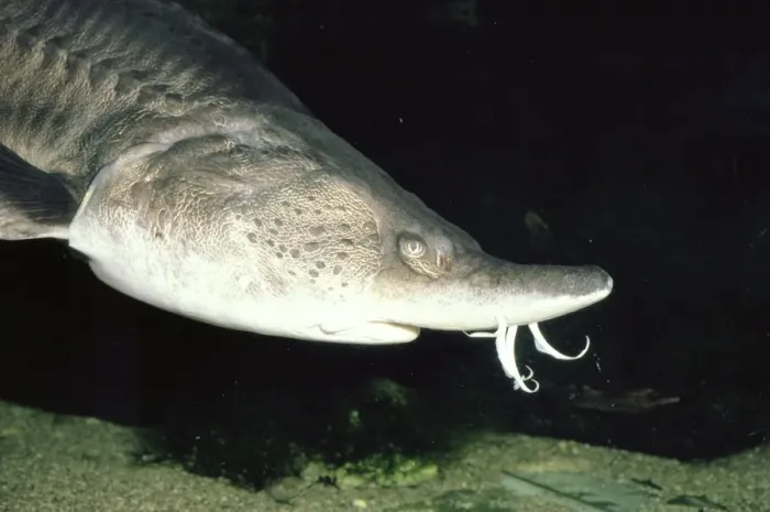 Framed Print : European Sturgeon - showing barbels (sensors) on nose. Europe Framed Print : European Sturgeon - showing barbels (sensors) on nose. Europe