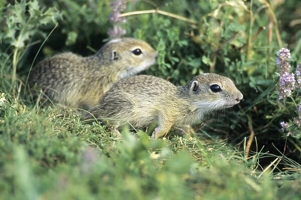 European Suslik  /  Souslik - 2 young animals beside burrow entrance, Neusiedleersee National Park, Lower Austria