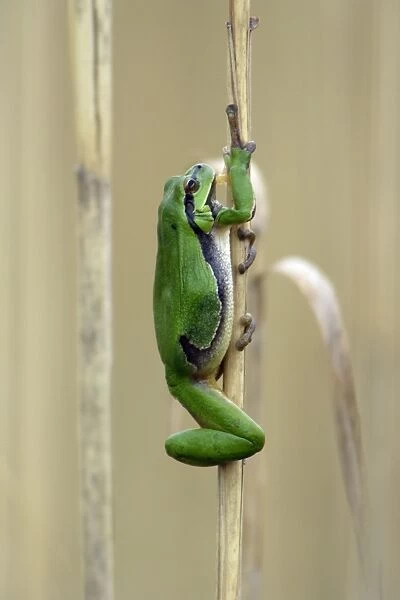 European Tree Frog- climbing reed stalk, Neusiedler See NP, Austria