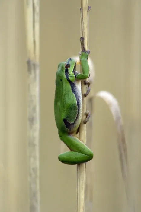 Framed Print : European Tree Frog- climbing reed stalk, Neusiedler See NP, Austria