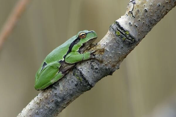 European Tree Frog- sitting on branch, Neusiedler See NP, Austria