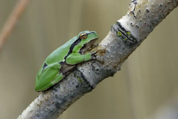 Framed Print : European Tree Frog- sitting on branch, Neusiedler See NP, Austria Framed Print : European Tree Frog- sitting on branch, Neusiedler See NP, Austria