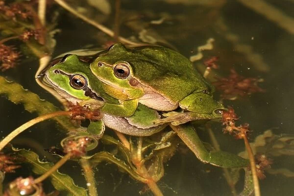 European Treefrog - amplexus - Switzerland
