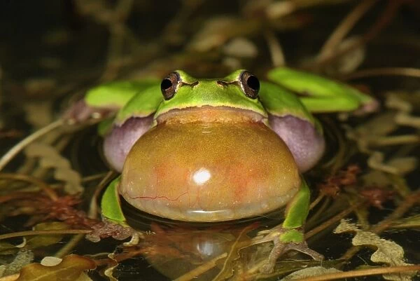 European Treefrog - calling - Switzerland