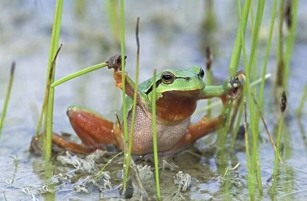 European Treefrog - Switzerland