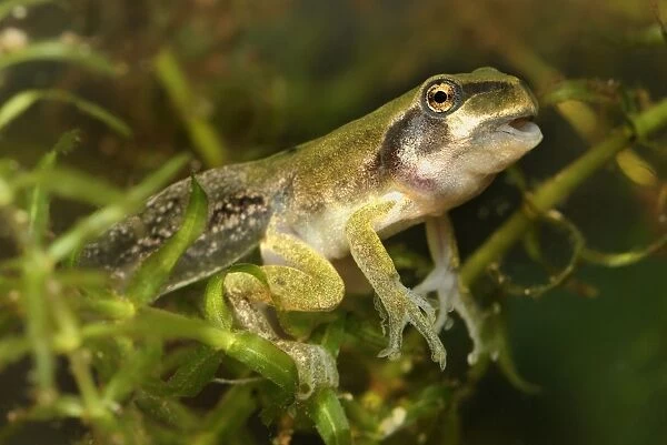 European Treefrog - between tadpole and frog - Switzerland