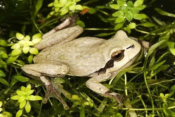 European Treefrog - in water. Alsace - France