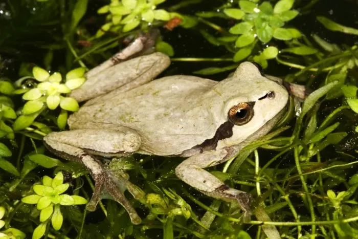 Framed Print : European Treefrog - in water. Alsace - France Framed Print : European Treefrog - in water. Alsace - France