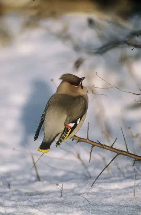 Framed Print : European Waxwing Framed Print : European Waxwing