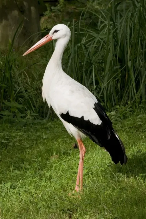 Framed Print : European White Stork Framed Print : European White Stork
