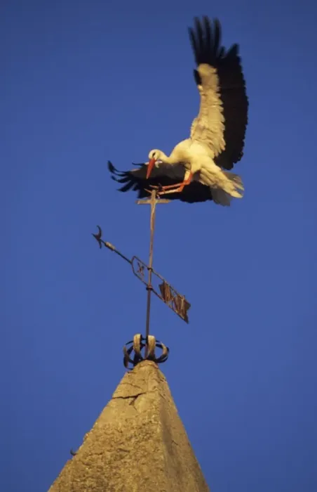 Framed Print : European White Stork - Landing on weather vane Spain Framed Print : European White Stork - Landing on weather vane Spain