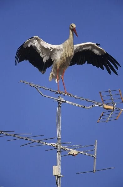 European White Stork - Perched on antenna Spain