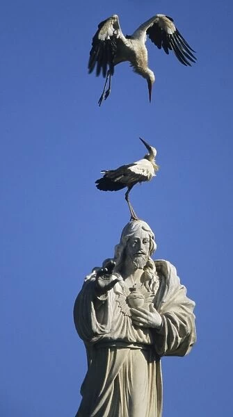 European White Stork - on statue of Jesus Spain