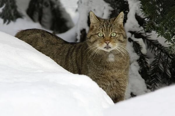 European Wild Cat - alert, standing in deep snow in winter Bavaria, Germany
