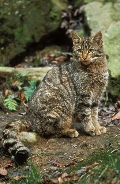European Wild Cat Kitten