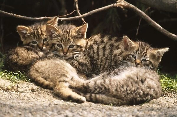 European Wild Cat Kittens