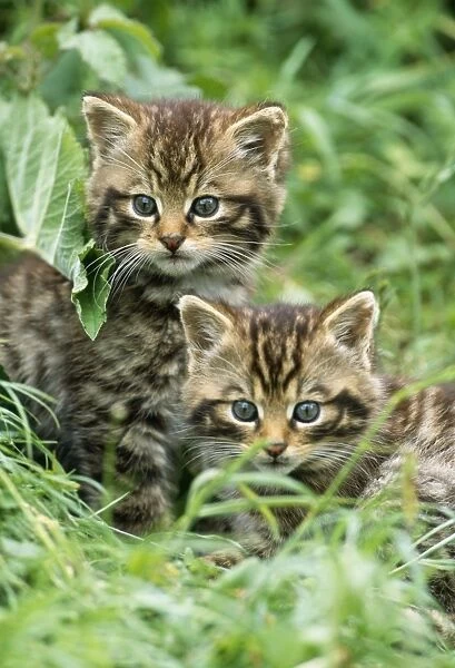 European Wild Cat - two kittens