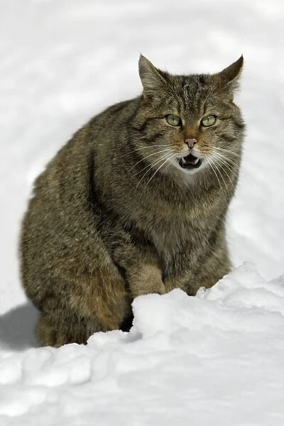 European Wild Cat- male sitting in snow, yowling during breeding season Bavaria, Germany
