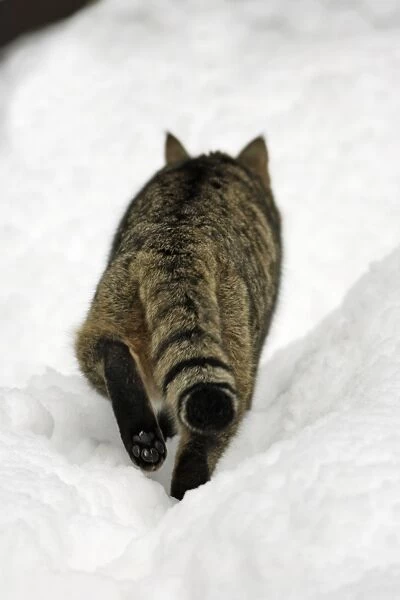 European Wild Cat - from behind showing paw, walking through snow, winter Bavaria, Germany