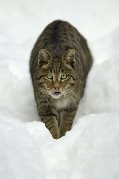 Framed Print : European Wild Cat - walking stealthily through snow, winter Bavaria, Germany Framed Print : European Wild Cat - walking stealthily through snow, winter Bavaria, Germany