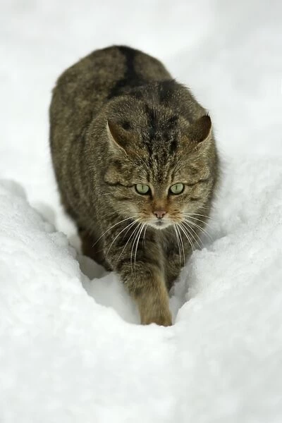 European Wild Cat - walking stealthily through snow, winter Bavaria, Germany