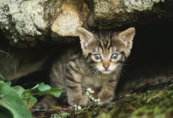 European Wild Cat - young, hiding under rock