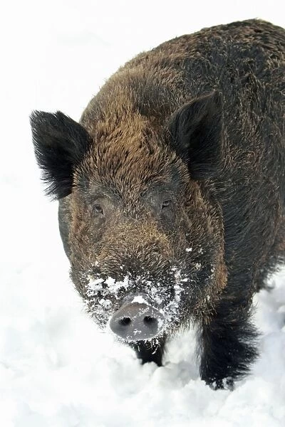 European Wild Pig  /  Boar - male - portrait - in winter - Hessen -Germany