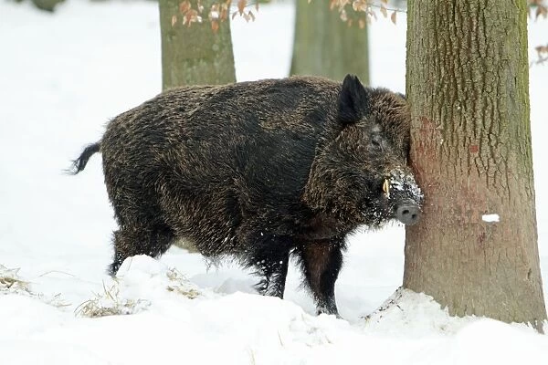 European Wild Pig  /  Boar - male scratching head against tree stem - in snow covered forest - Hessen - Germany