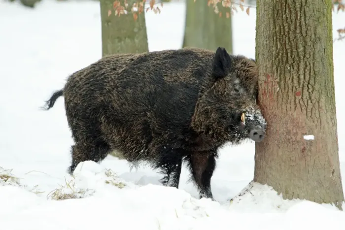 Framed Print : European Wild Pig / Boar - male scratching head against tree stem - in snow covered forest - Hessen - Germany Framed Print : European Wild Pig / Boar - male scratching head against tree stem - in snow covered forest - Hessen - Germany