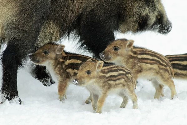European Wild Pig  /  Boar - mother or sow with piglets - in winter - Hessen - Germany