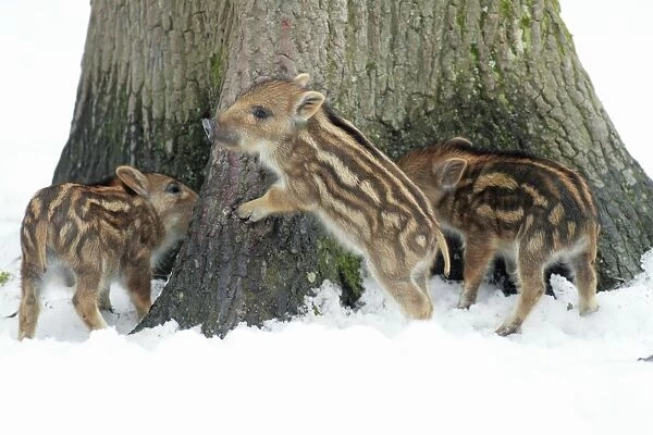 European Wild Pig  /  Boar - three piglets playing at base of tree stem - in winter - Hessen - Germany