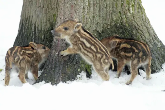 Framed Print : European Wild Pig / Boar - three piglets playing at base of tree stem - in winter - Hessen - Germany Framed Print : European Wild Pig / Boar - three piglets playing at base of tree stem - in winter - Hessen - Germany