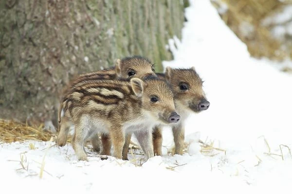 European Wild Pig  /  Boar - three piglets in snow - winter - Hessen - Germany