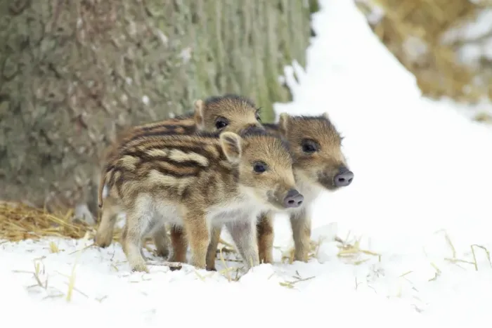 Framed Print : European Wild Pig / Boar - three piglets in snow - winter - Hessen - Germany Framed Print : European Wild Pig / Boar - three piglets in snow - winter - Hessen - Germany