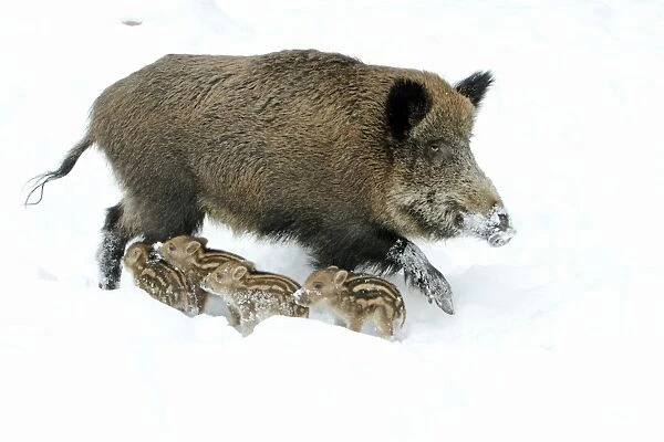 European Wild Pig  /  Boar - sow alert with piglets in snow - winter - Hessen - Germany