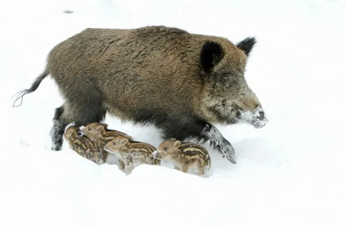 Framed Print : European Wild Pig / Boar - sow alert with piglets in snow - winter - Hessen - Germany Framed Print : European Wild Pig / Boar - sow alert with piglets in snow - winter - Hessen - Germany
