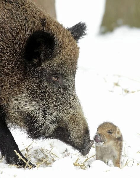 European Wild Pig  /  Boar - sow with baby piglet - winter - Hessen - Germany