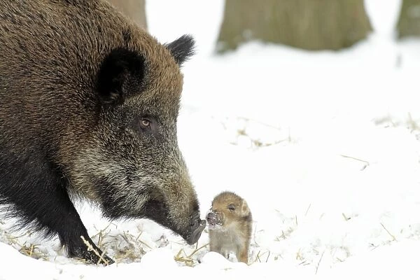European Wild Pig  /  Boar - sow with baby piglet - winter - Hessen - Germany