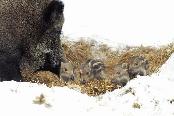 European Wild Pig  /  Boar - sow with baby piglets in straw nest - winter - Hessen - Germany