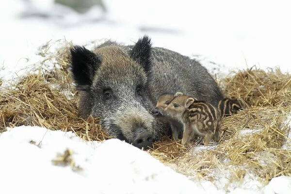 European Wild Pig  /  Boar - sow with baby piglets in straw nest - winter - Hessen - Germany