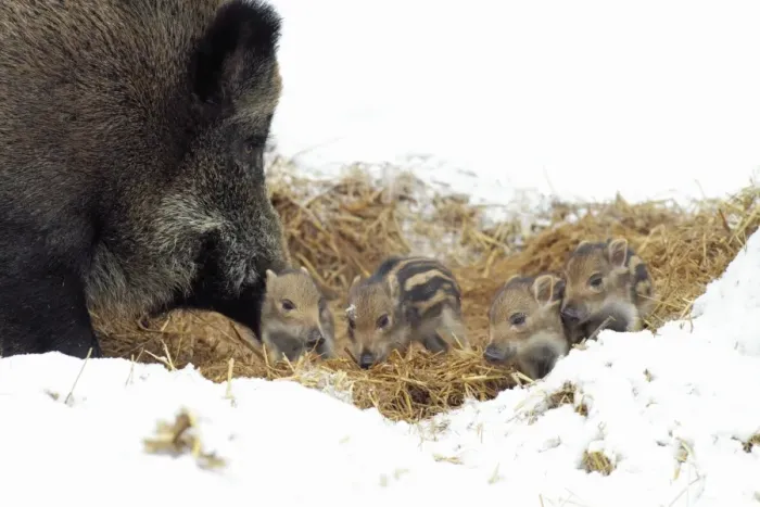 Framed Print : European Wild Pig / Boar - sow with baby piglets in straw nest - winter - Hessen - Germany Framed Print : European Wild Pig / Boar - sow with baby piglets in straw nest - winter - Hessen - Germany