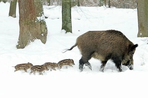 European Wild Pig  /  Boar - sow leading her four piglets though snow covered forest - winter - Hessen - Germany