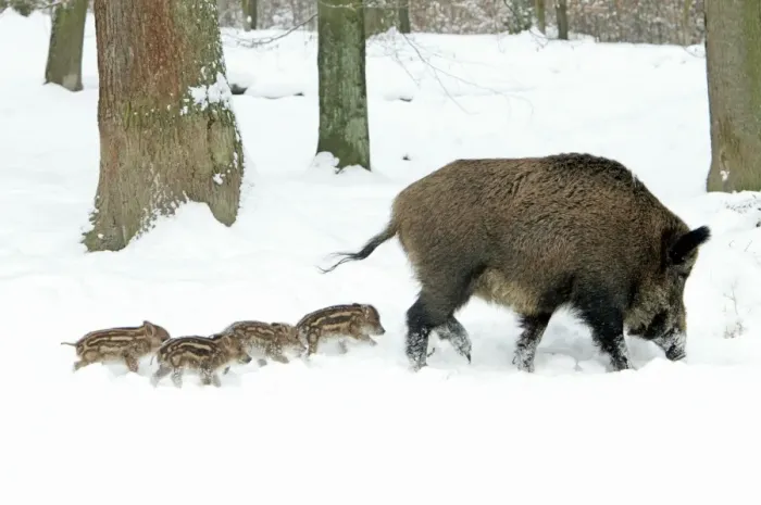 Framed Print : European Wild Pig / Boar - sow leading her four piglets though snow covered forest - winter - Hessen - Germany Framed Print : European Wild Pig / Boar - sow leading her four piglets though snow covered forest - winter - Hessen - Germany