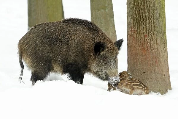 European Wild Pig  /  Boar - sow with piglets - winter - Hessen - Germany