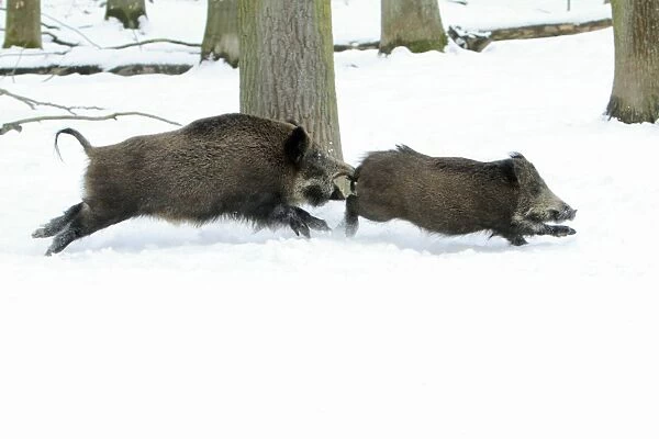 European Wild Pig  /  Boar - two sows chasing each other through snow covered forest - Hessen - Germany