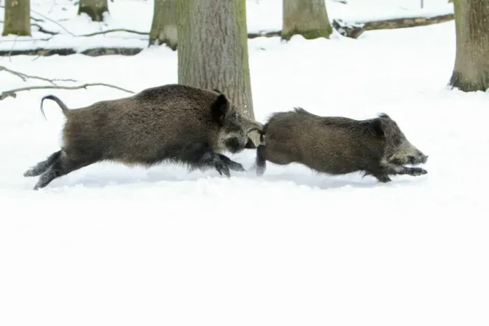 Framed Print : European Wild Pig / Boar - two sows chasing each other through snow covered forest - Hessen - Germany Framed Print : European Wild Pig / Boar - two sows chasing each other through snow covered forest - Hessen - Germany