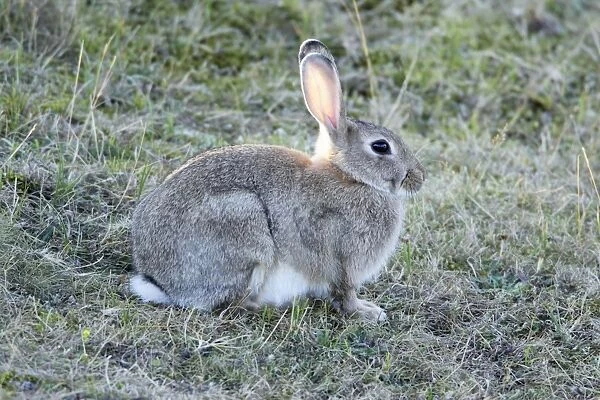 European Wild Rabbit - Texel Island- Holland