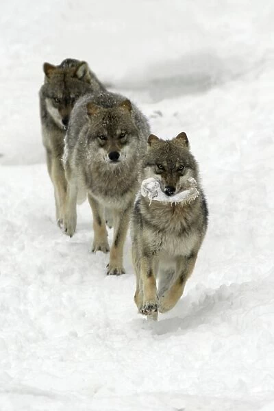 European Wolf - 1 animal with a bone being chased by 2 others through the snow, winter