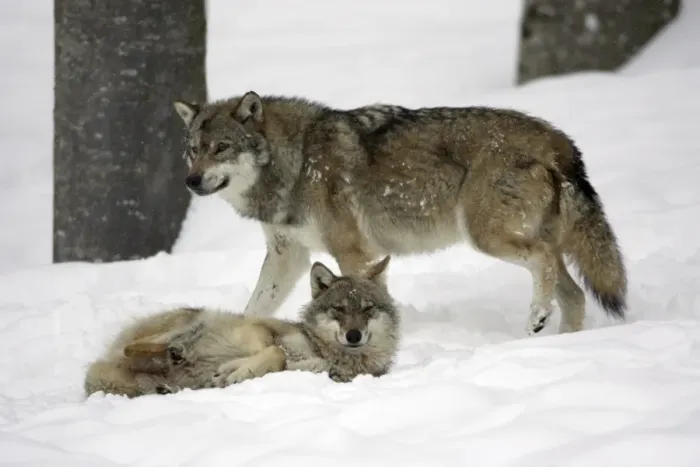 Framed Print : European Wolf - 2 animals resting in snow, winter Bavaria, Germany